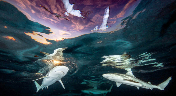 Undewater Photographer of the Year 2021